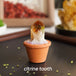 citrine tooth